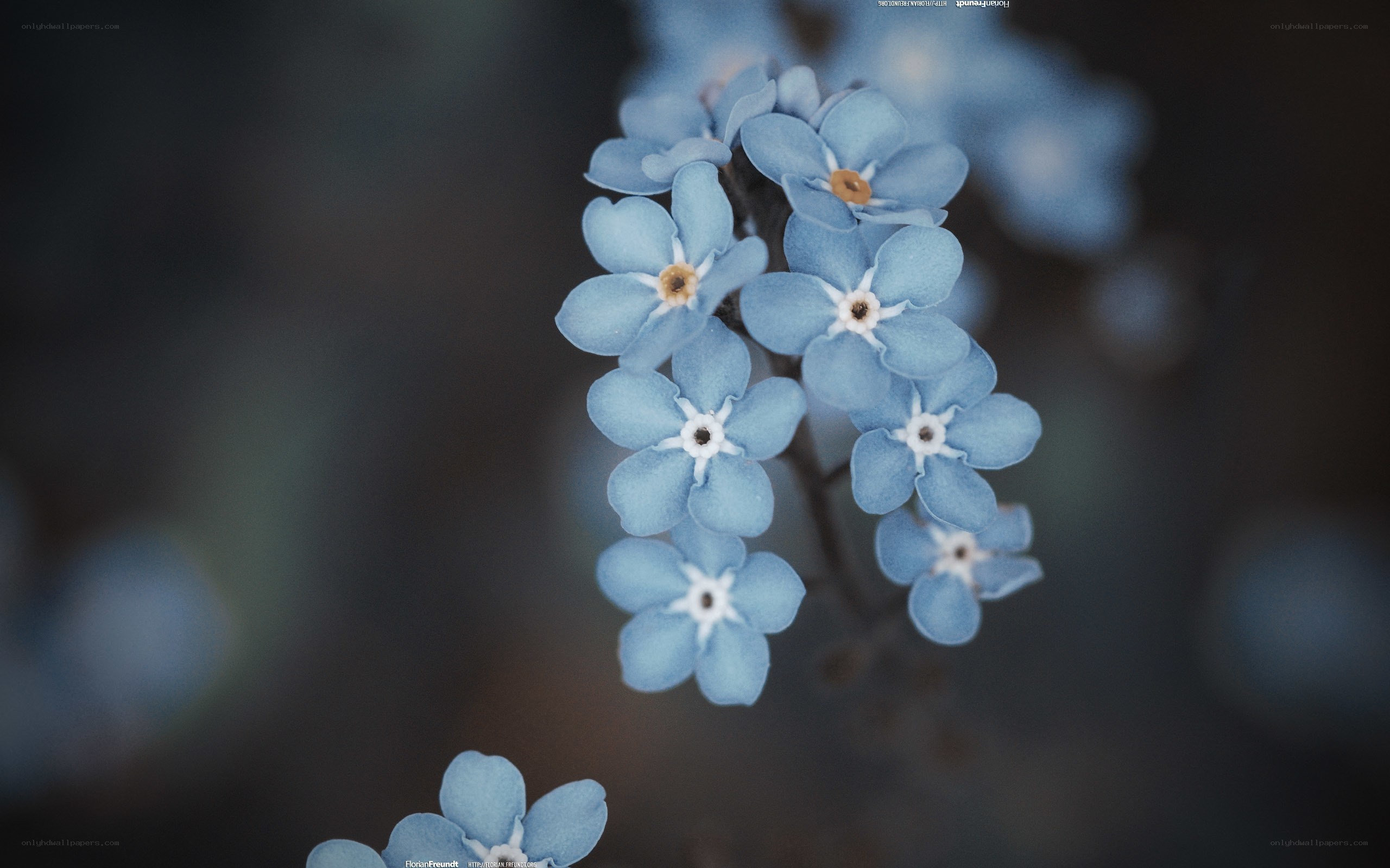 blue forget-me-not flowers