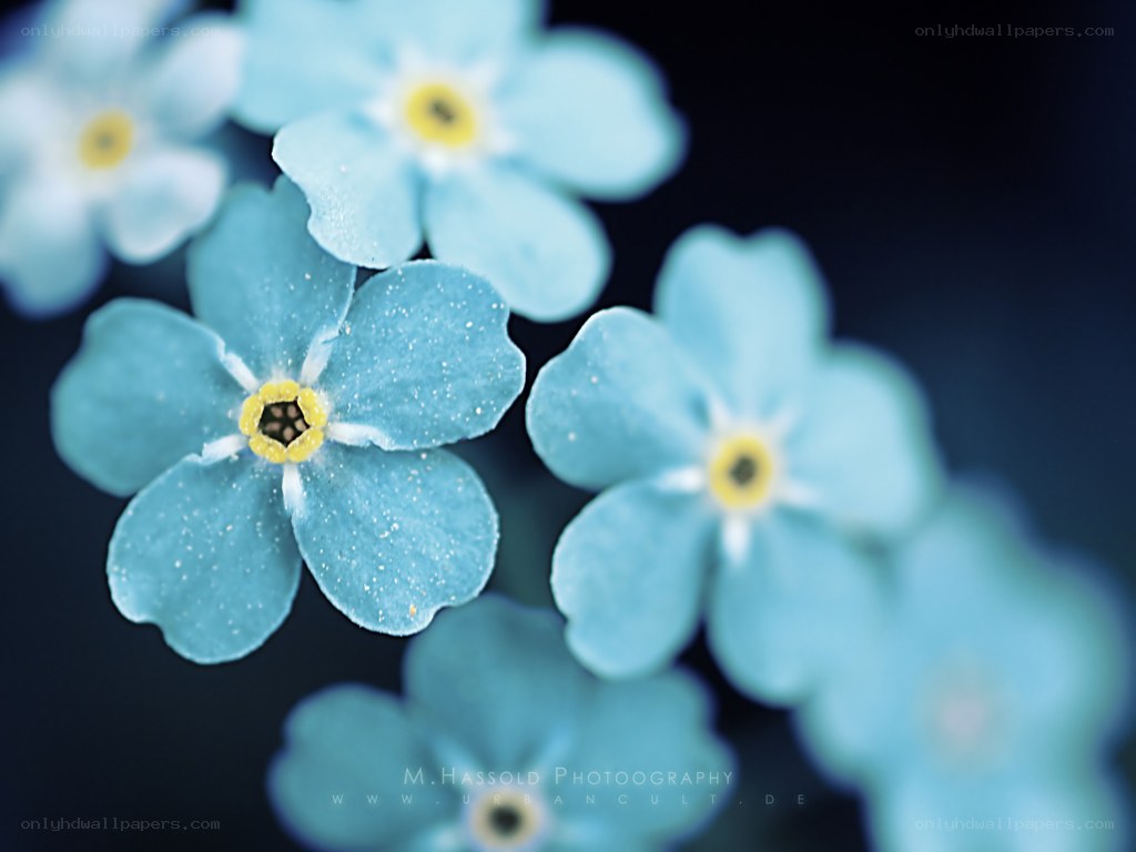 Blue forget-me-not flowers