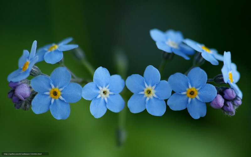 Blue forget-me-not flowers