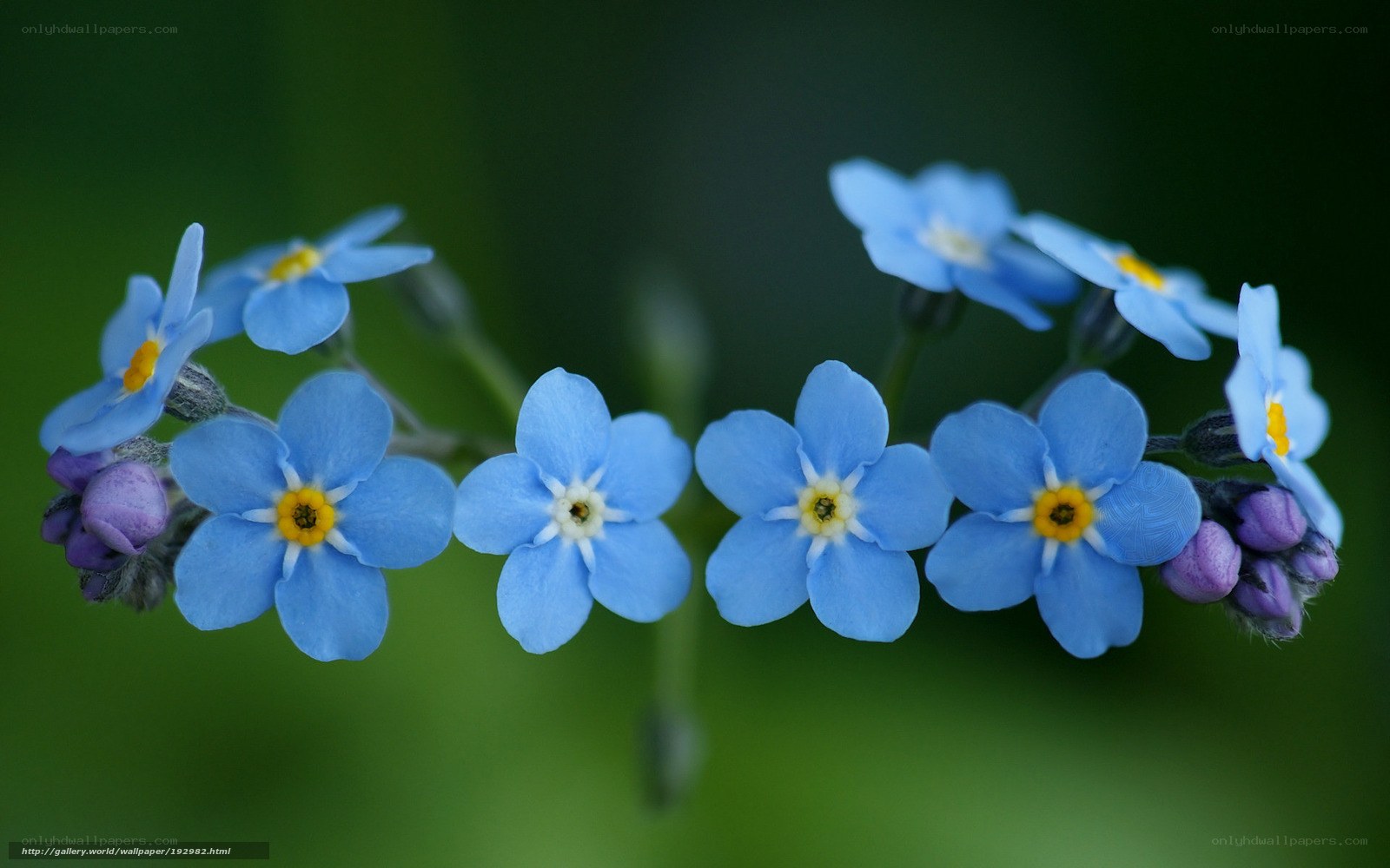 Blue forget-me-not flowers
