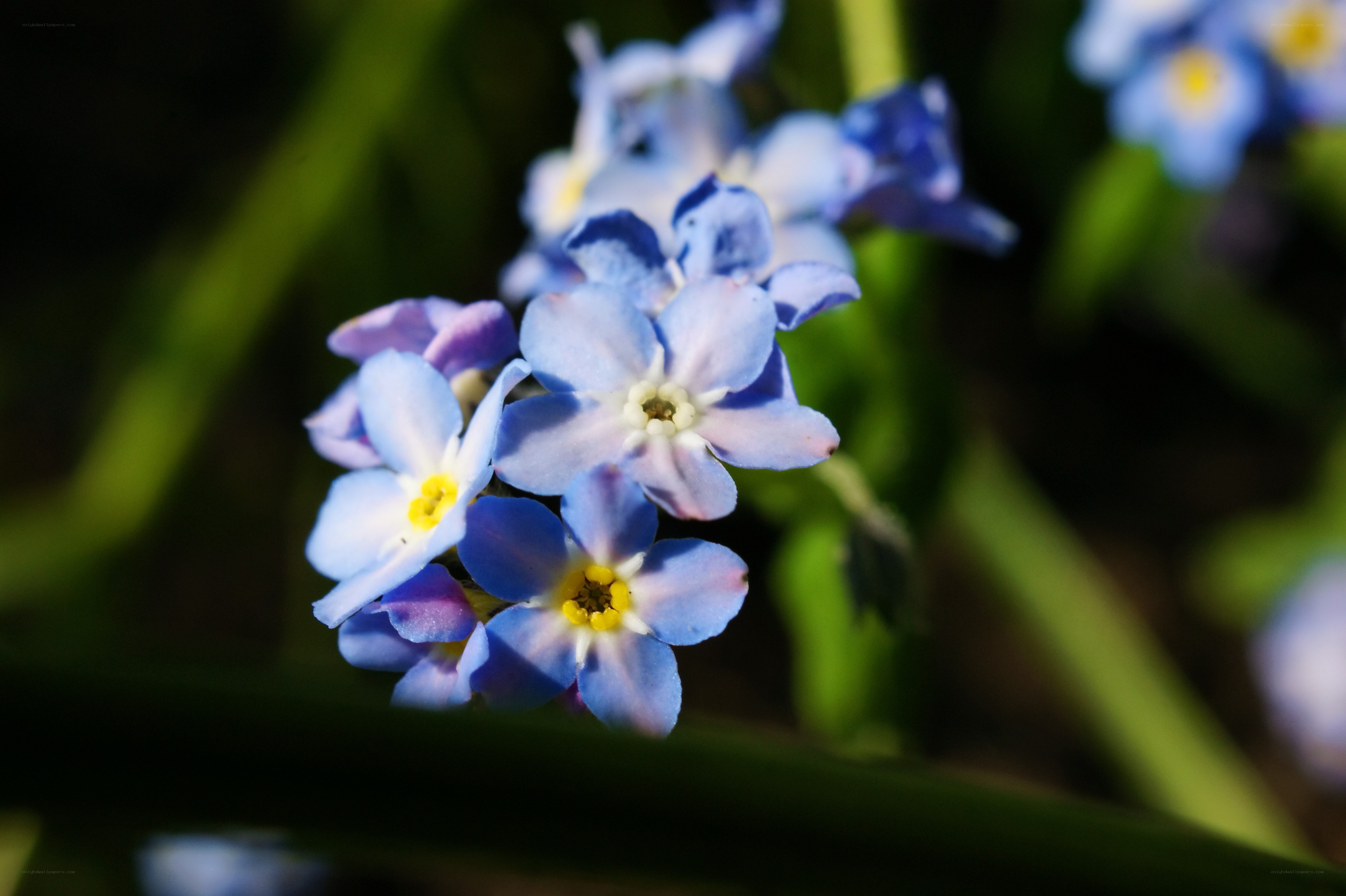 blue forget-me-not flowers