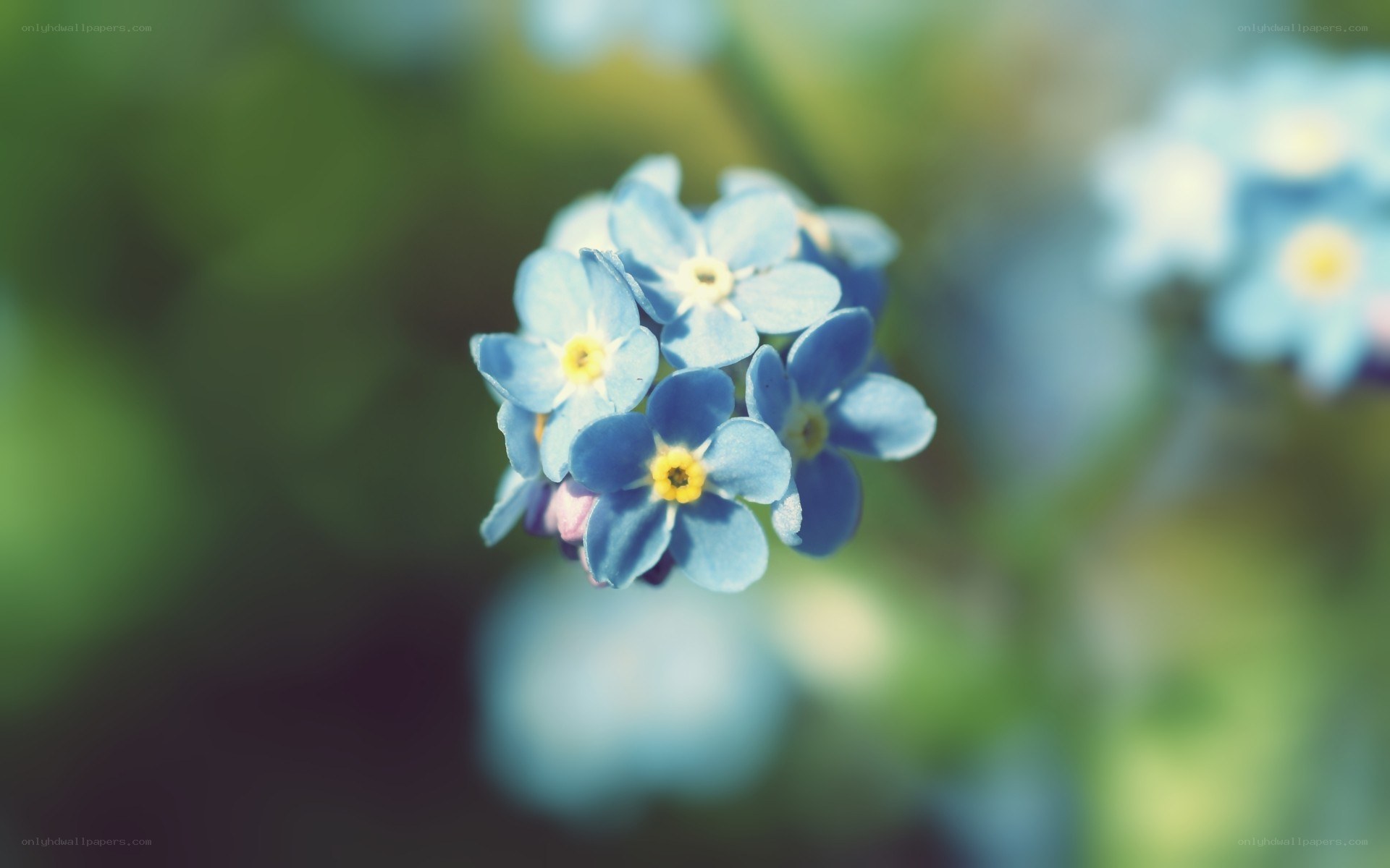 blue forget-me-not flowers