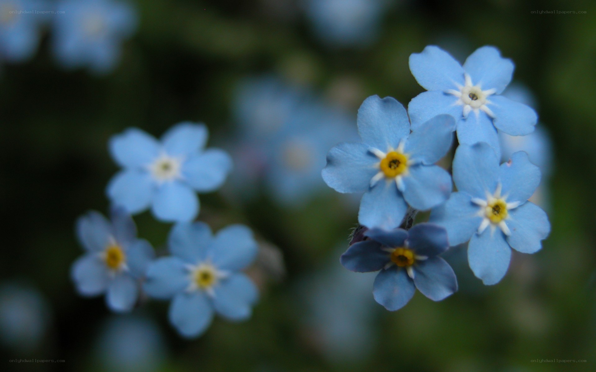 blue forget-me-not flowers