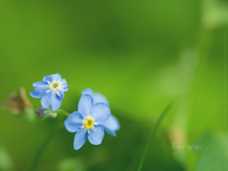 blue forget-me-not flowers