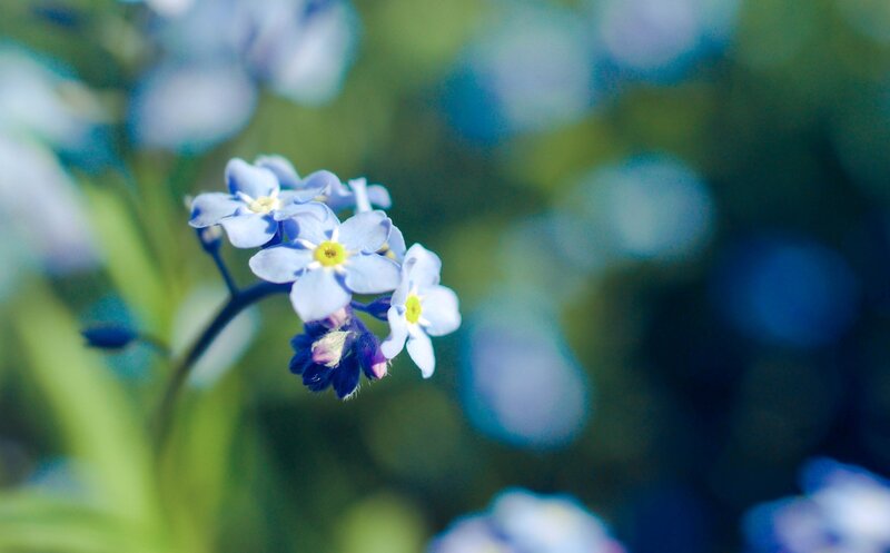 blue forget-me-not flowers