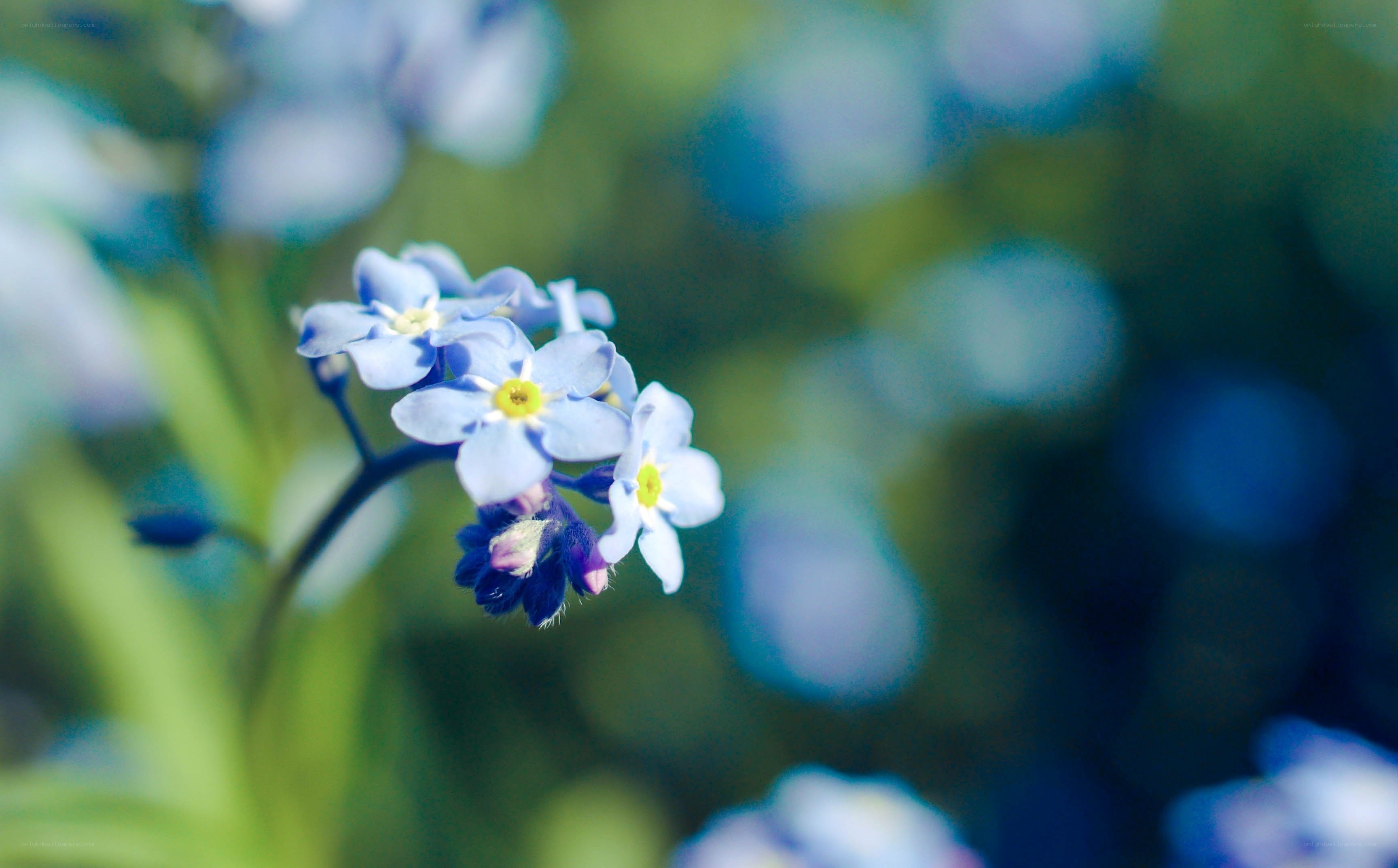 blue forget-me-not flowers