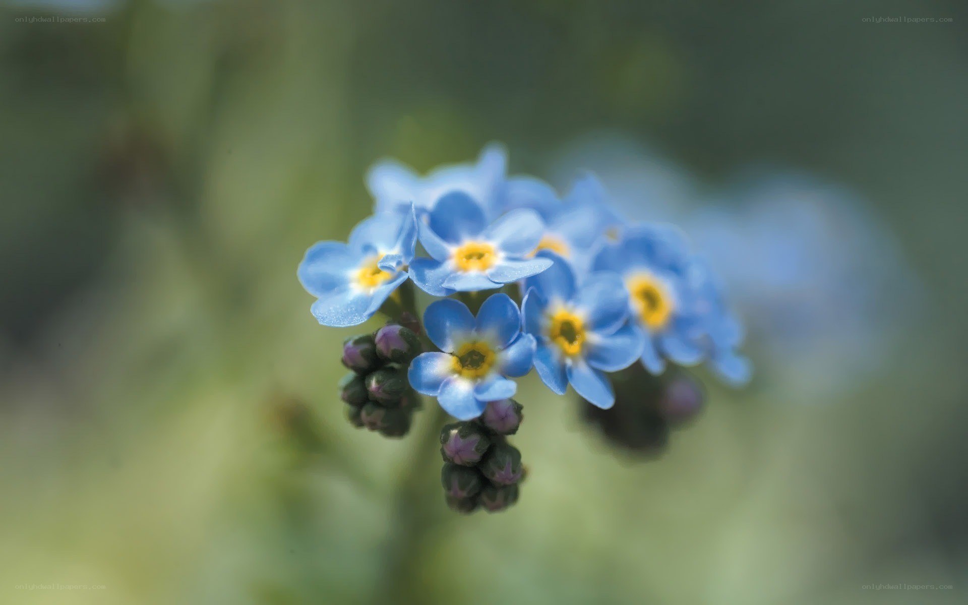 blue forget-me-not flowers