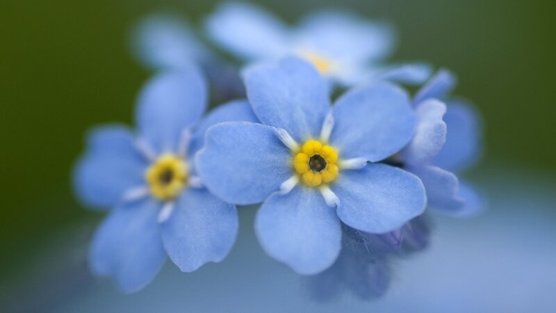 blue forget-me-not flowers