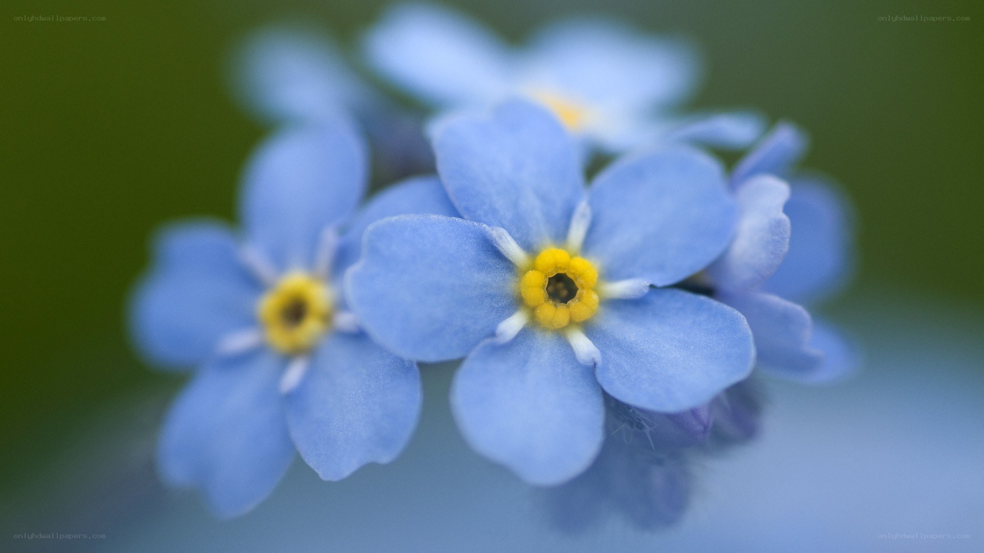 blue forget-me-not flowers
