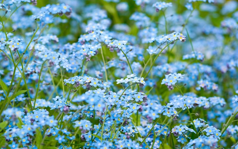 blue forget-me-not flowers