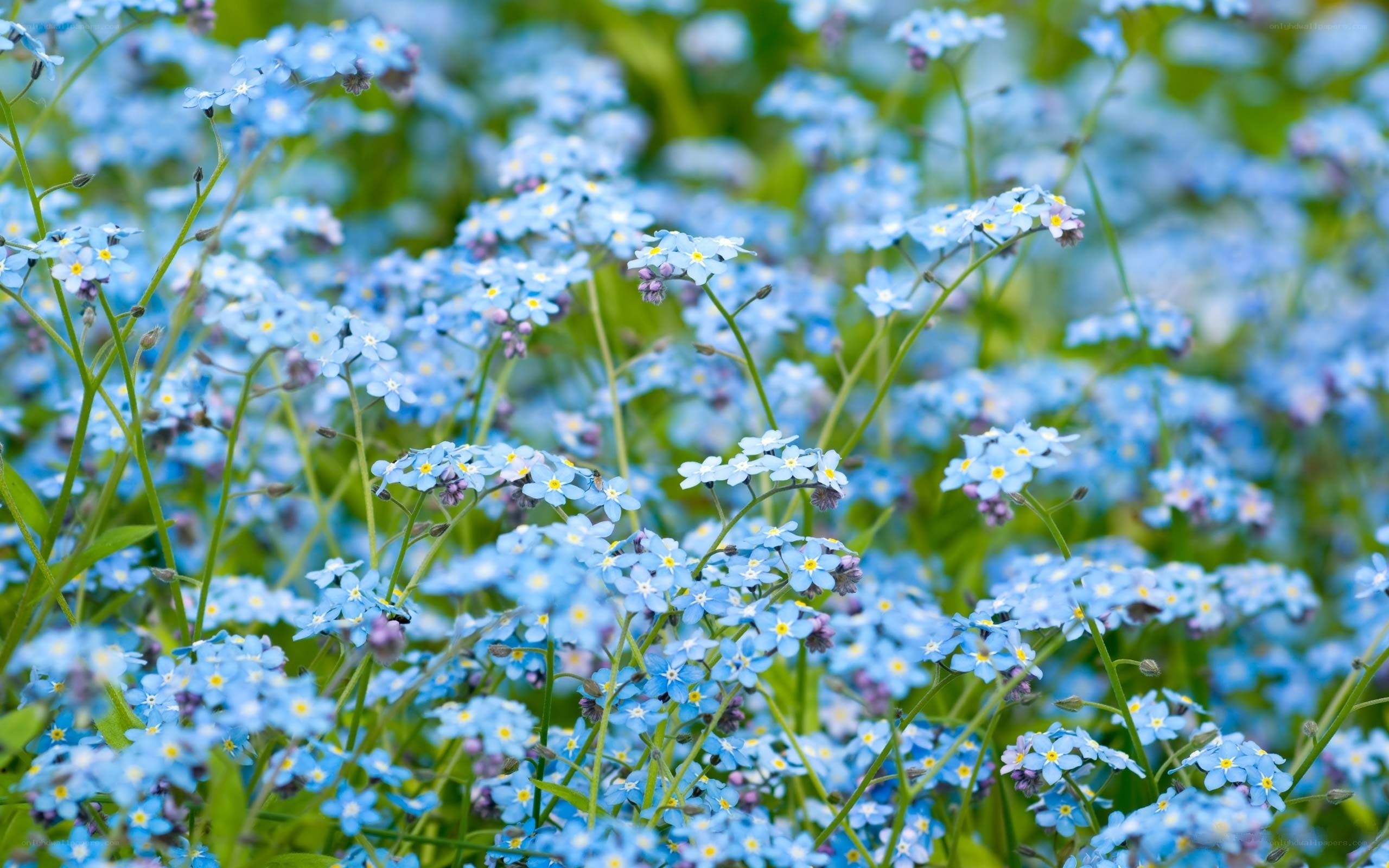blue forget-me-not flowers