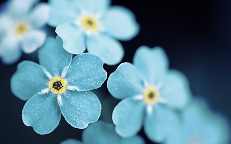 blue forget-me-not flowers