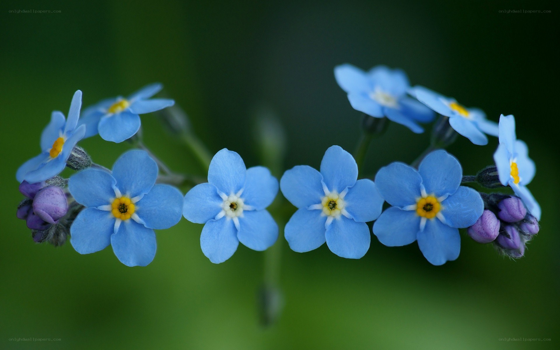 blue forget-me-not flowers