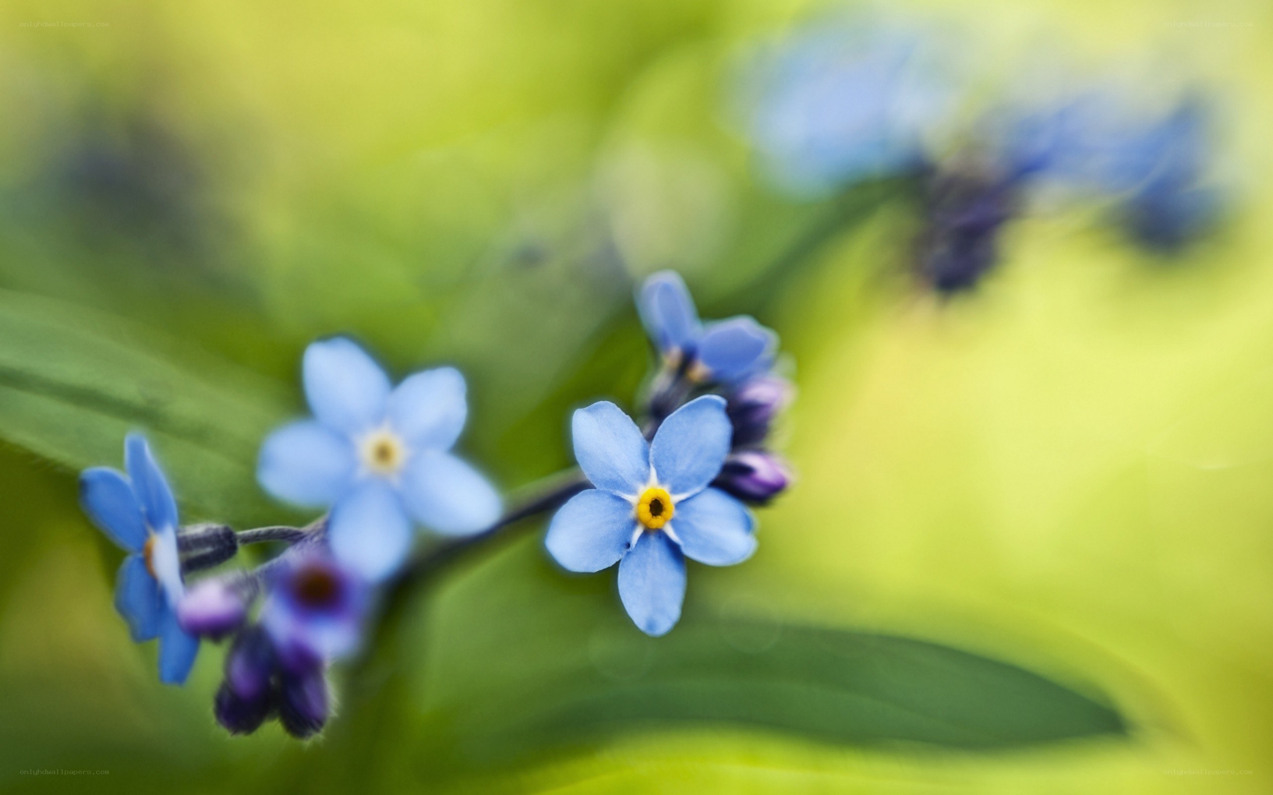 blue forget-me-not flowers