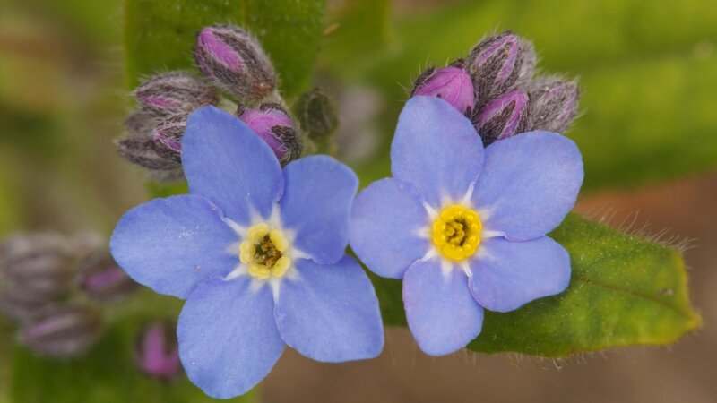 blue forget-me-not flowers