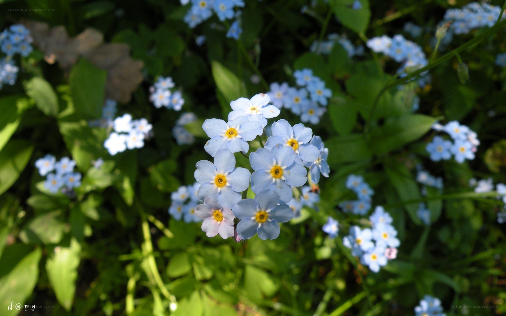 blue forget-me-not flowers
