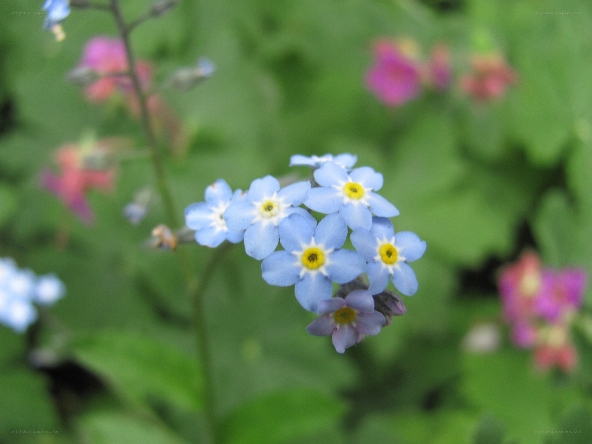 blue forget-me-not flowers