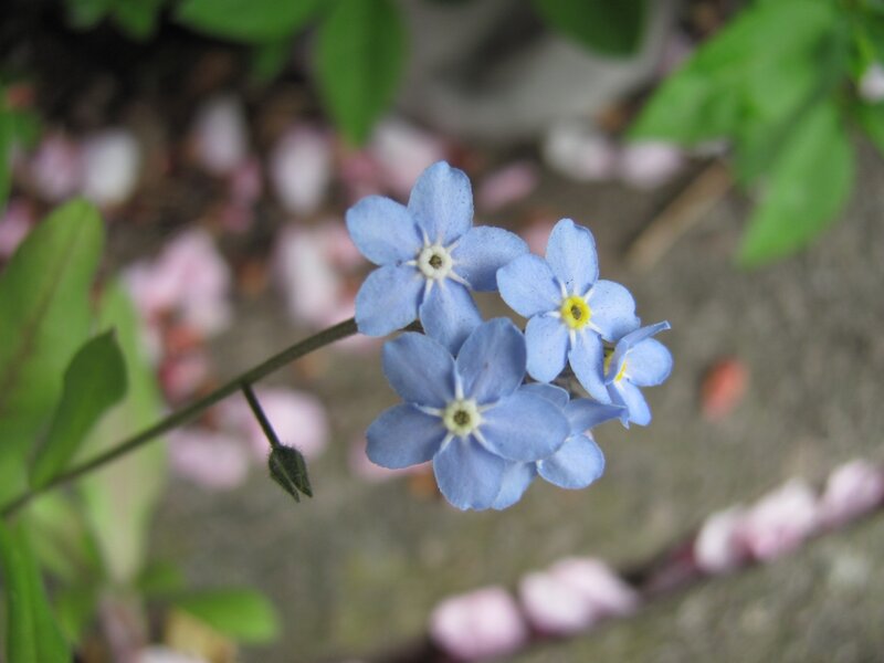 blue forget-me-not flowers