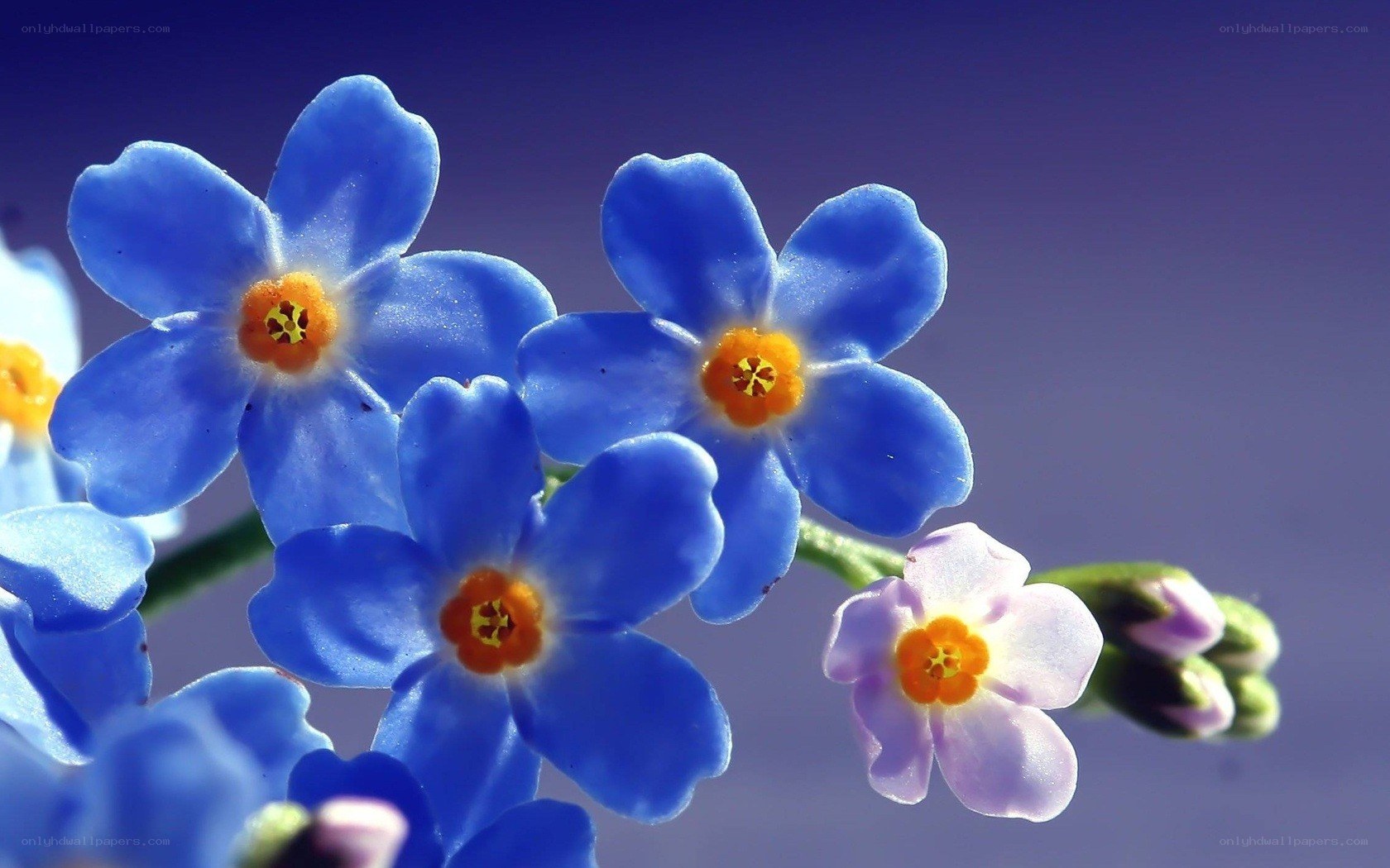 blue forget-me-not flowers