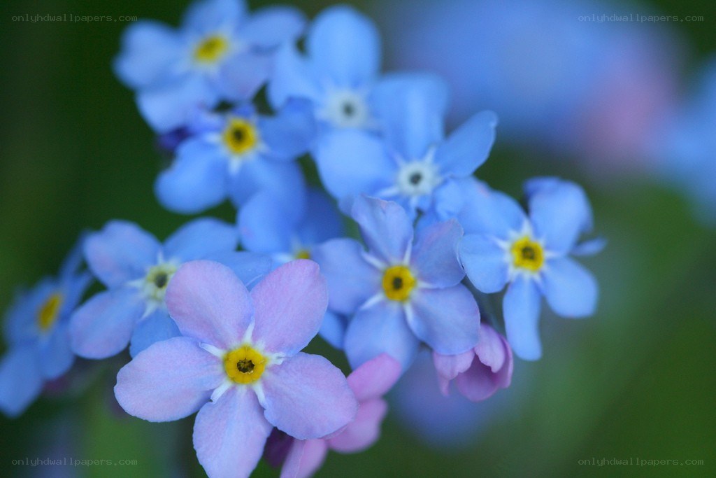 blue forget-me-not flowers