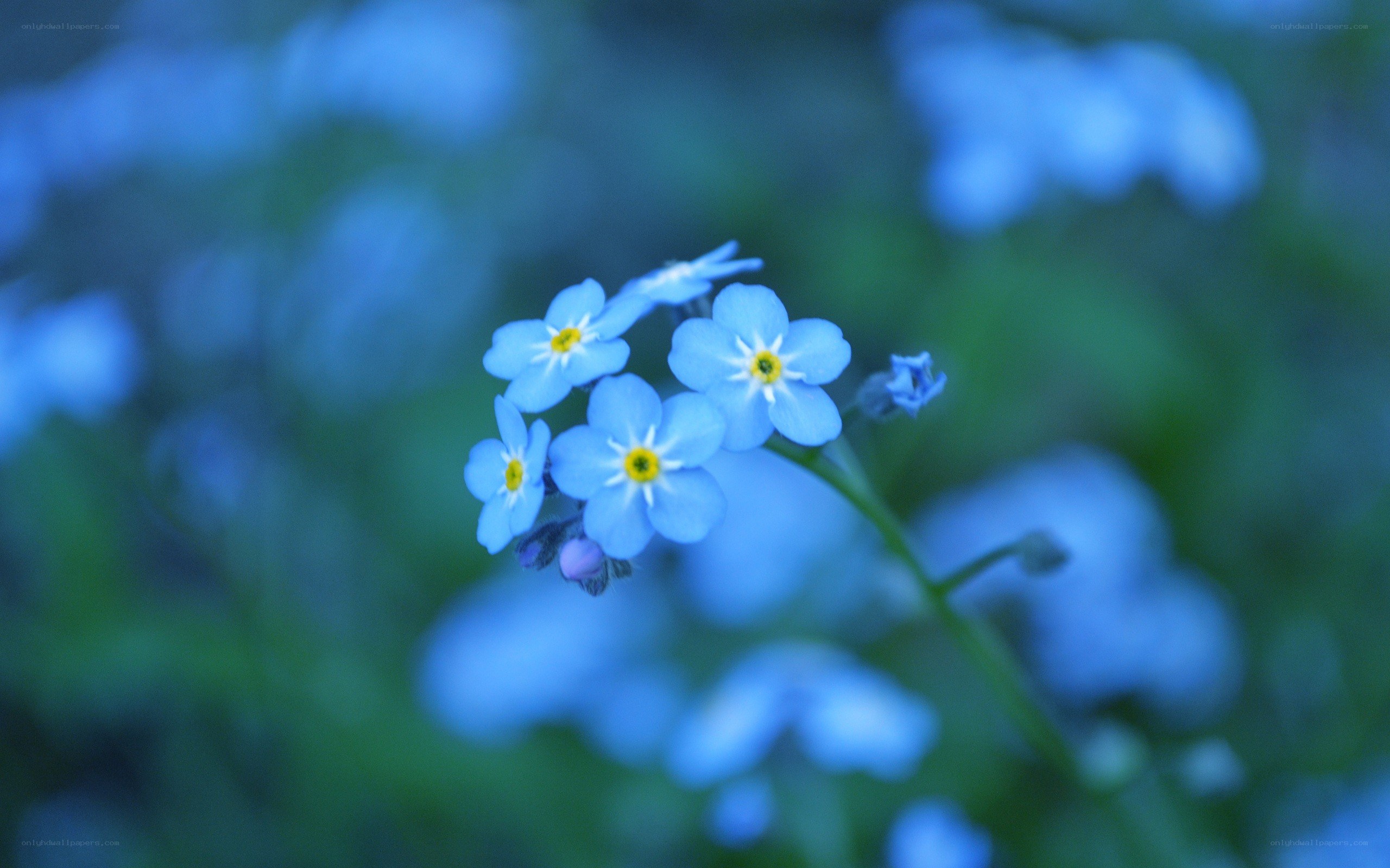 Blue forget-me-not flowers