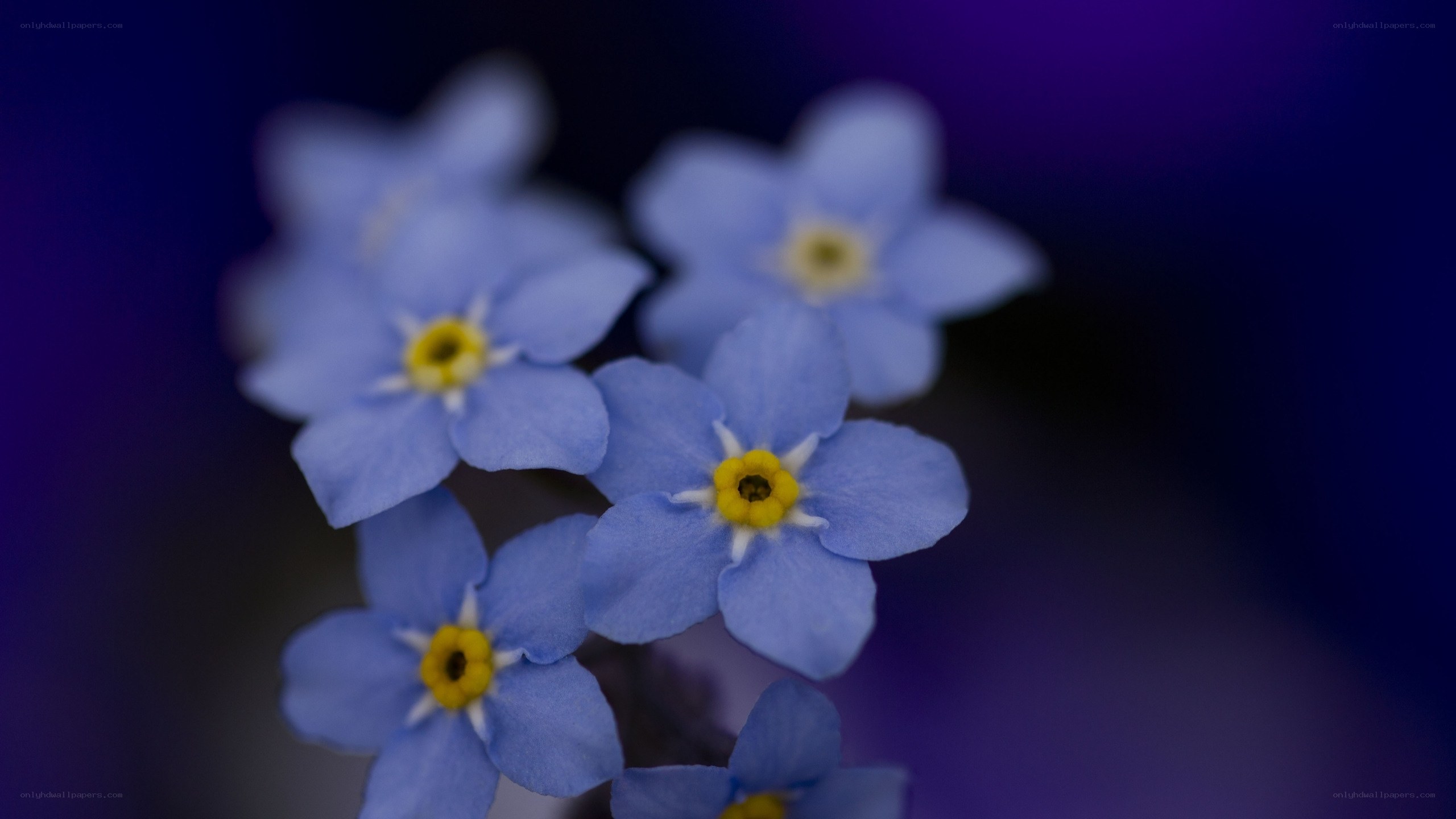 blue forget-me-not flowers