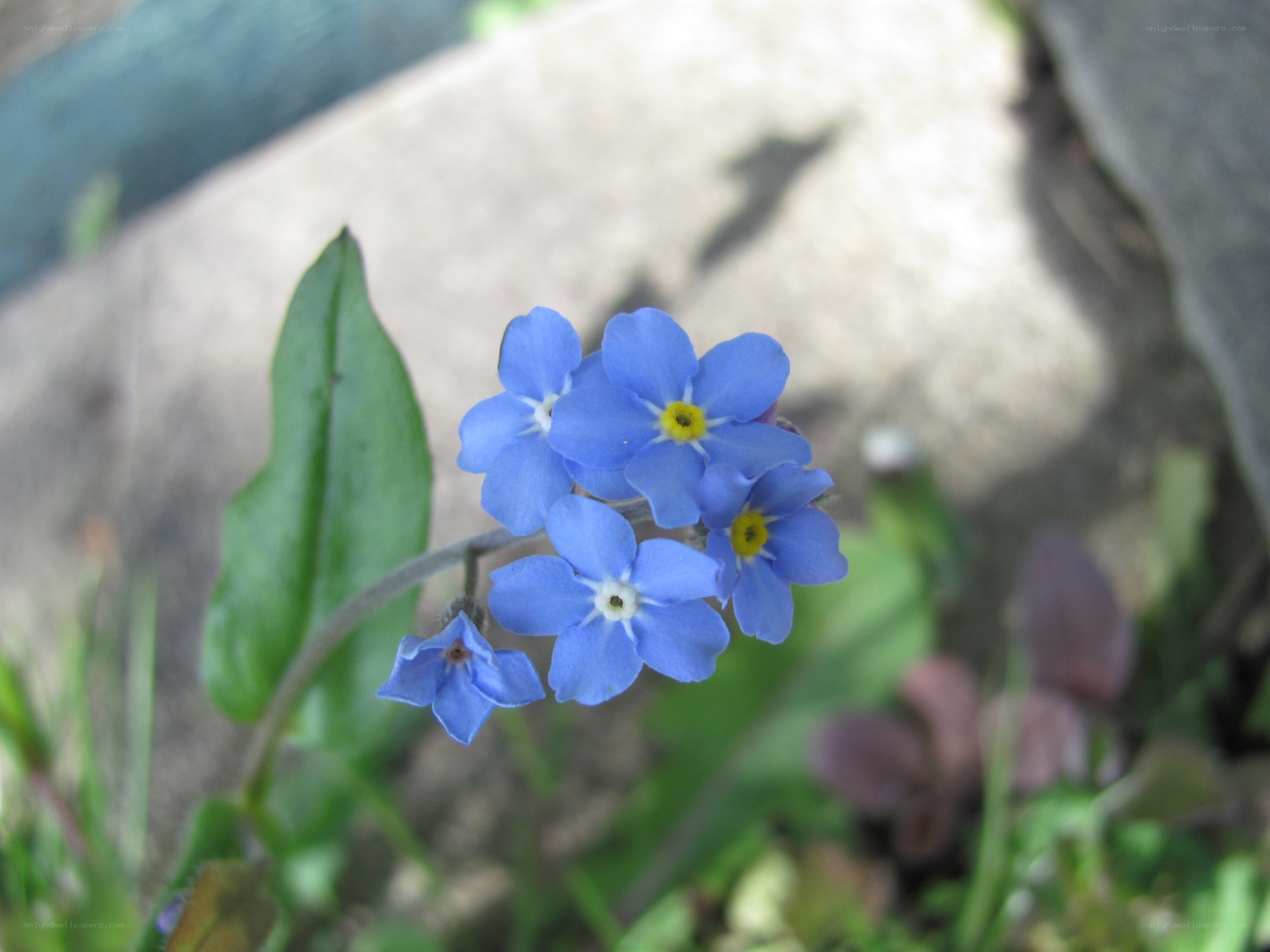 blue forget-me-not flowers