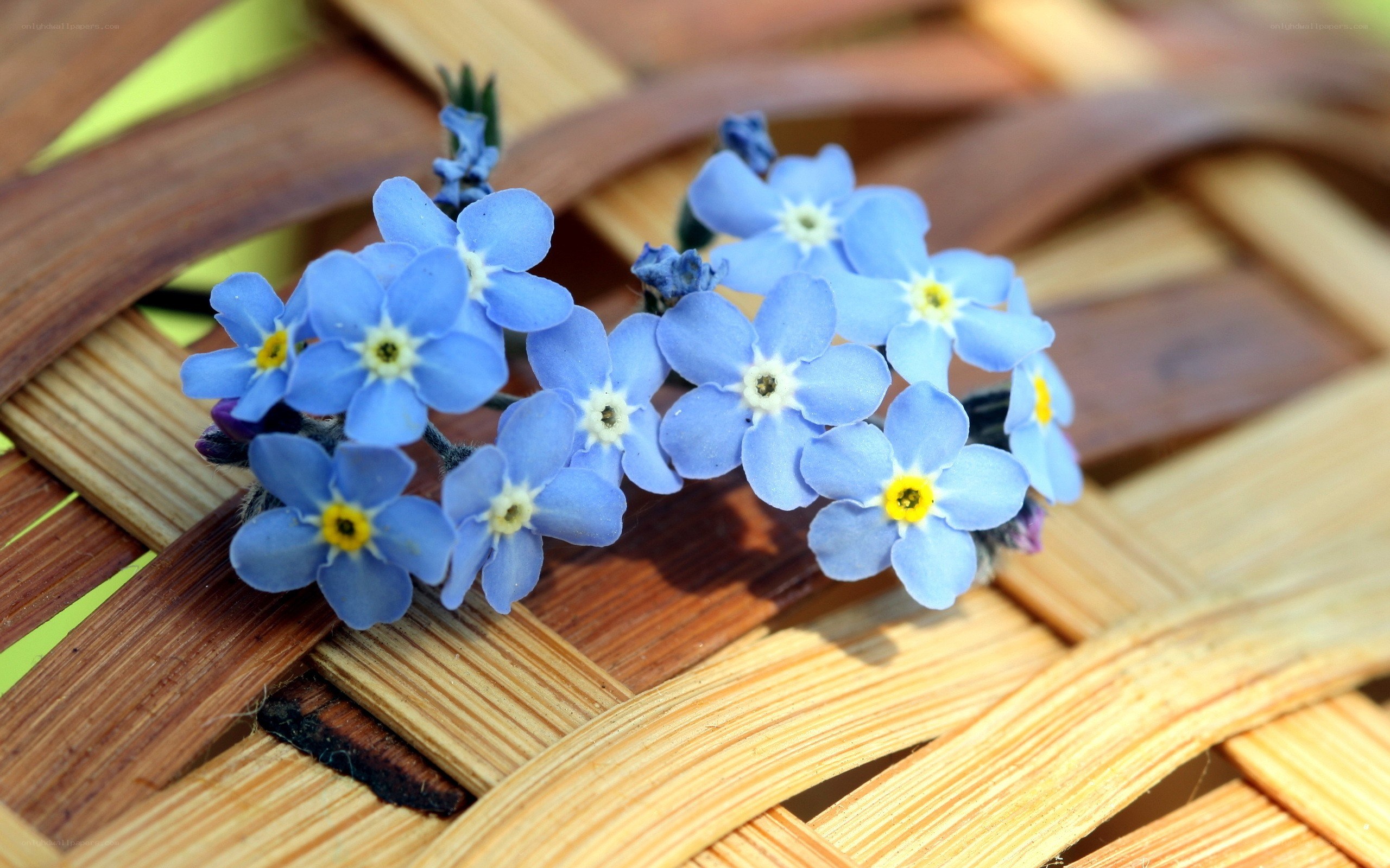 blue forget-me-not flowers