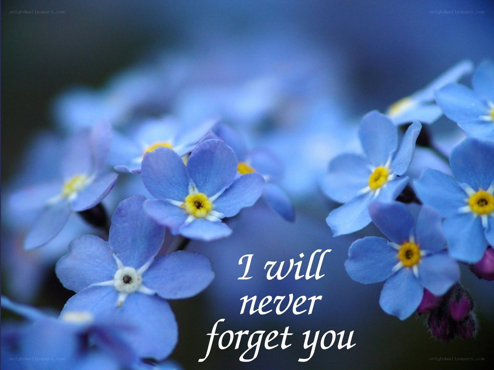 blue forget-me-not flowers