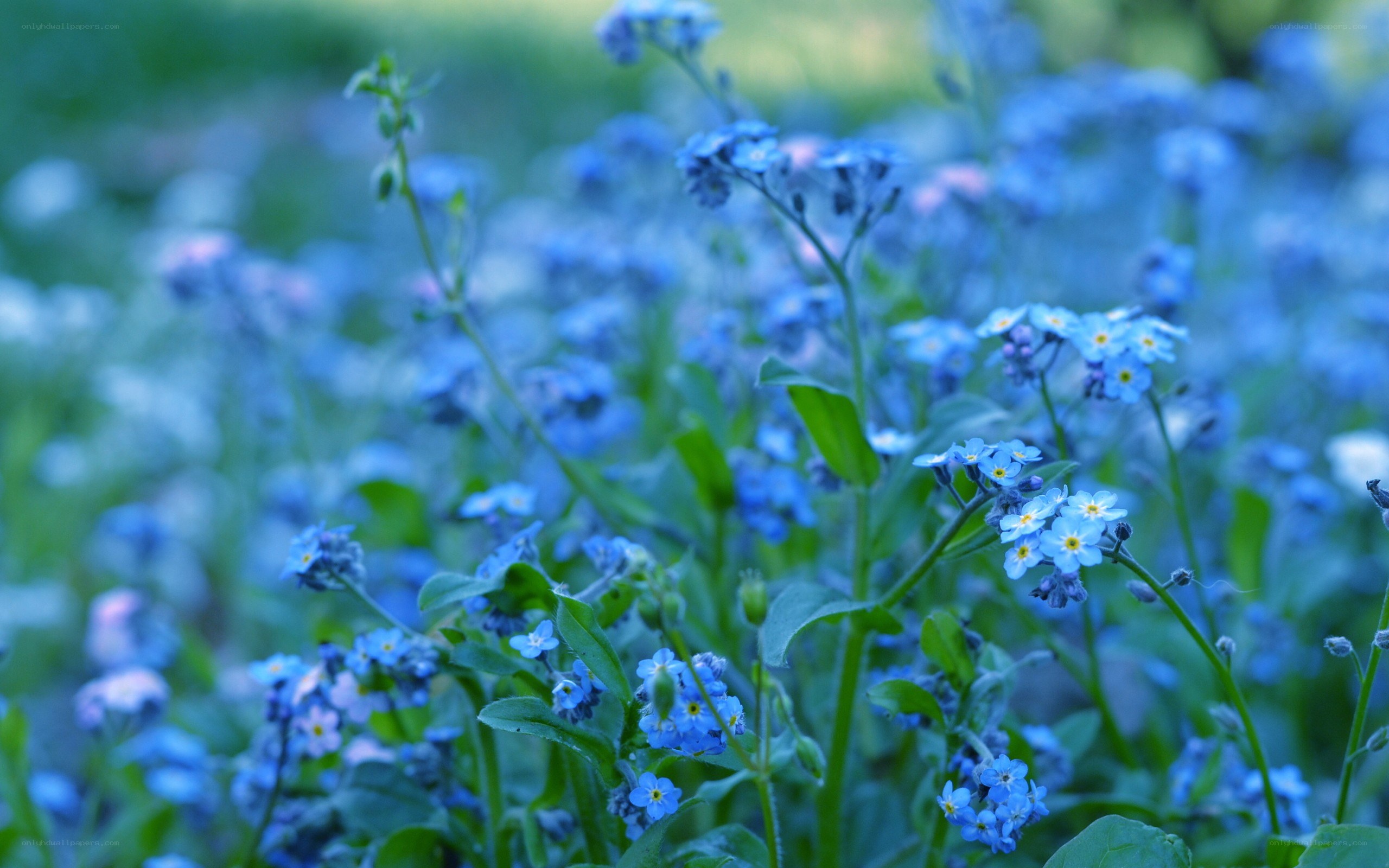 blue forget-me-not flowers