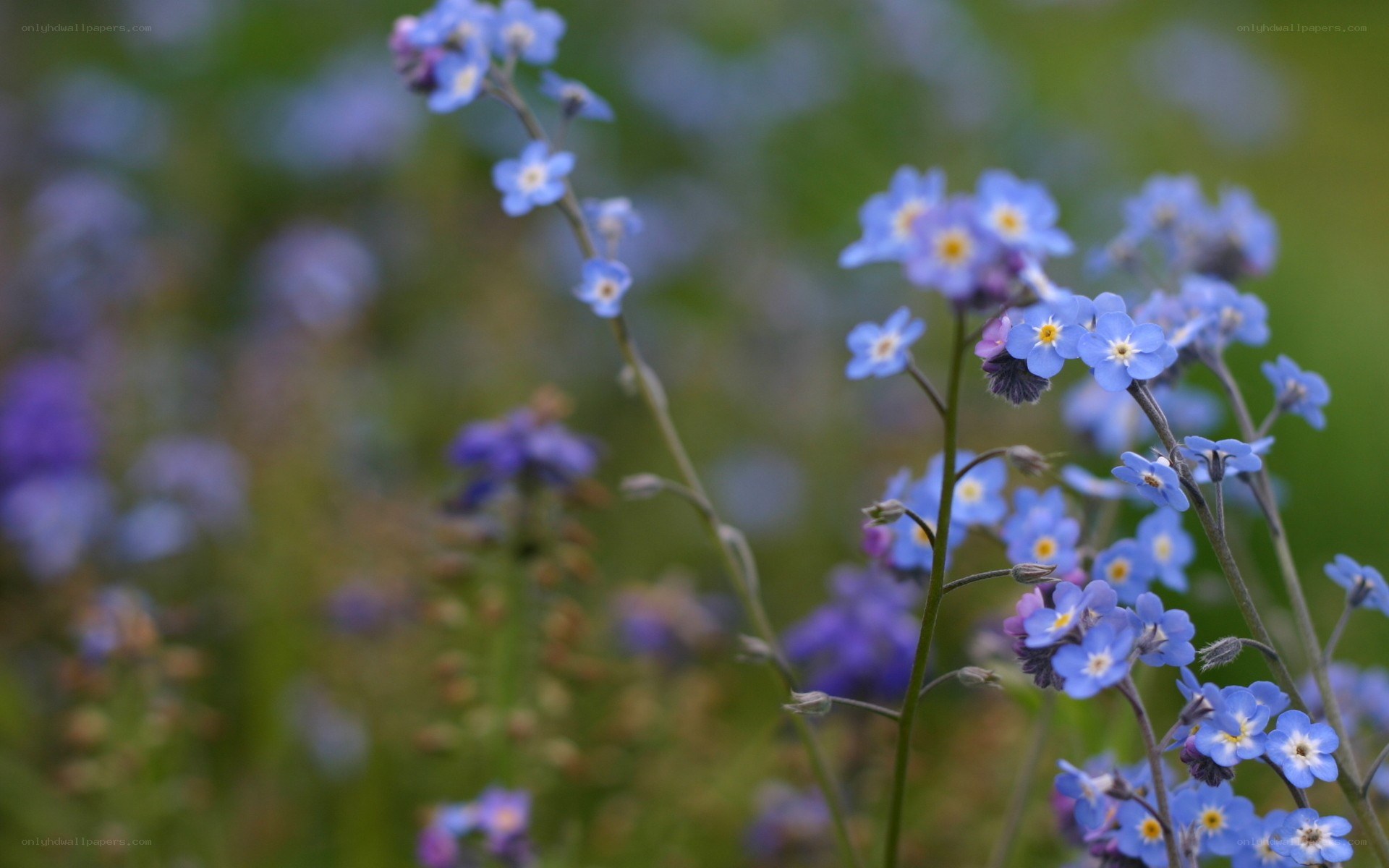 blue forget-me-not flowers