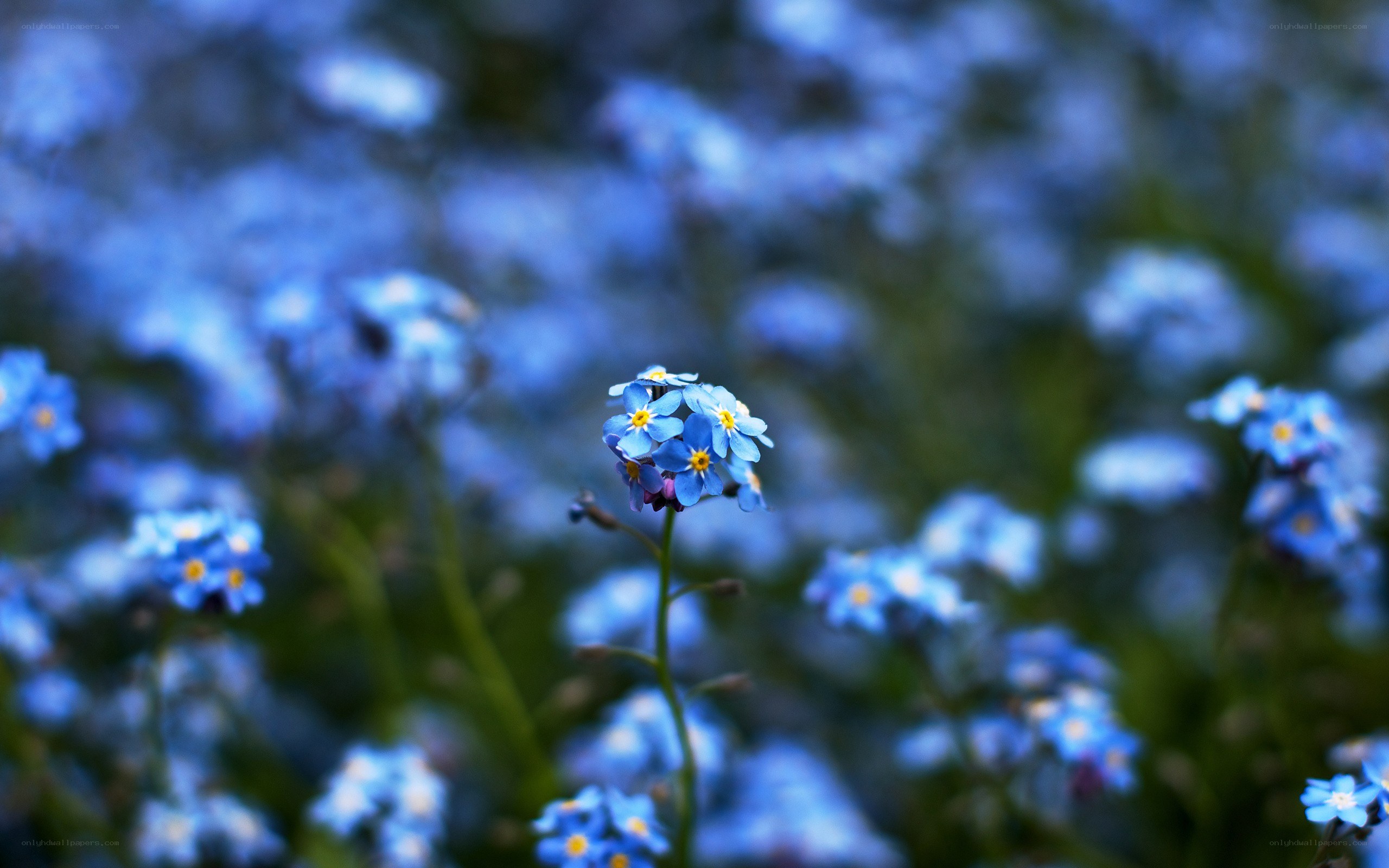 blue forget-me-not flowers