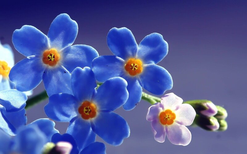 blue forget-me-not flowers