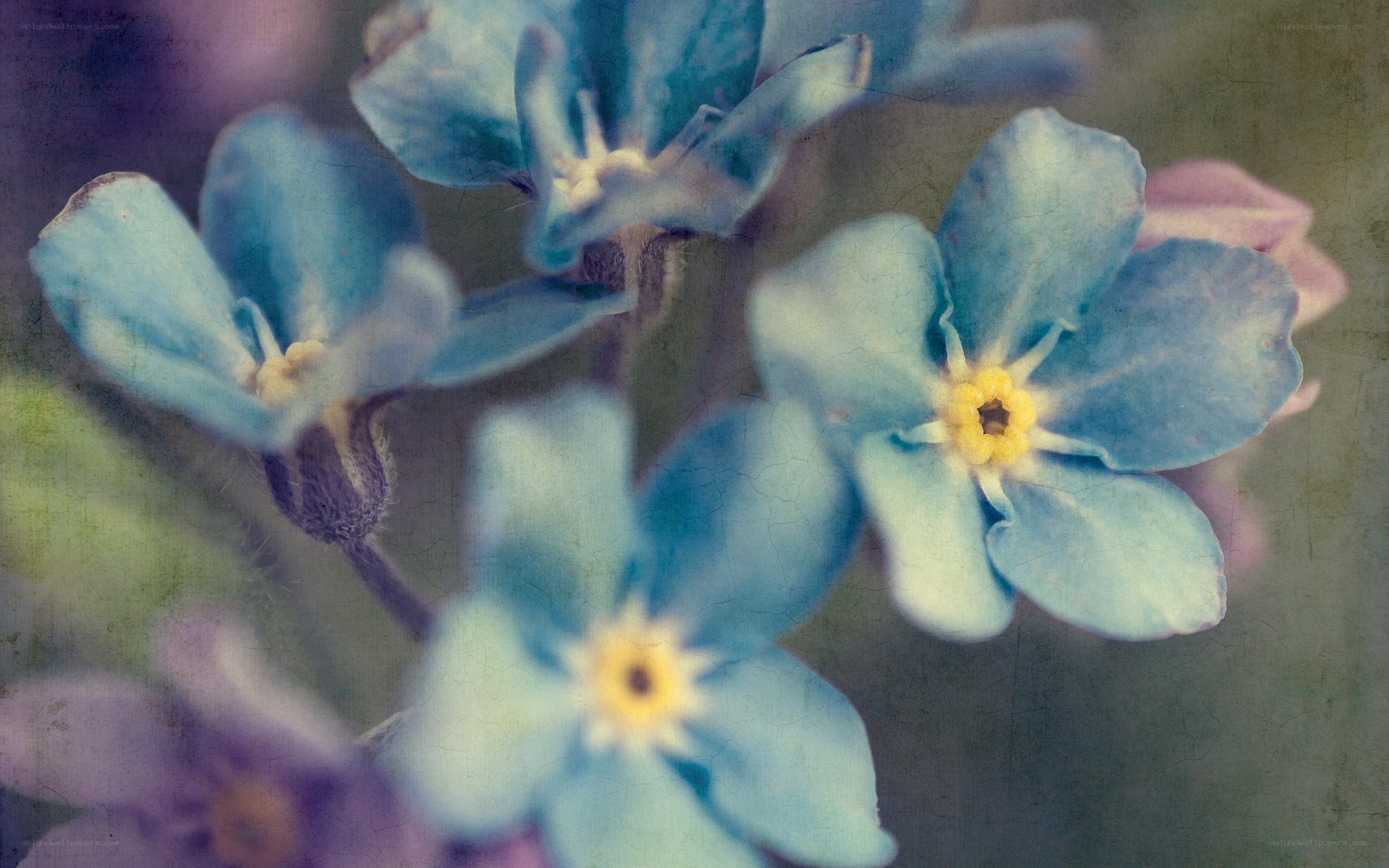 blue forget-me-not flowers