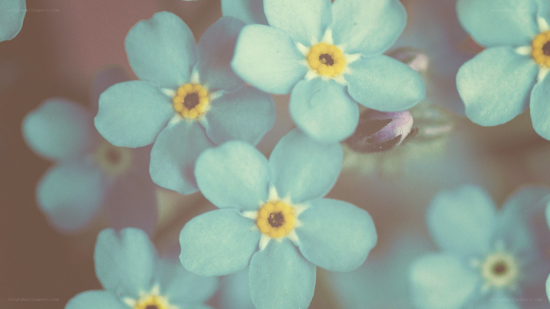blue forget-me-not flowers
