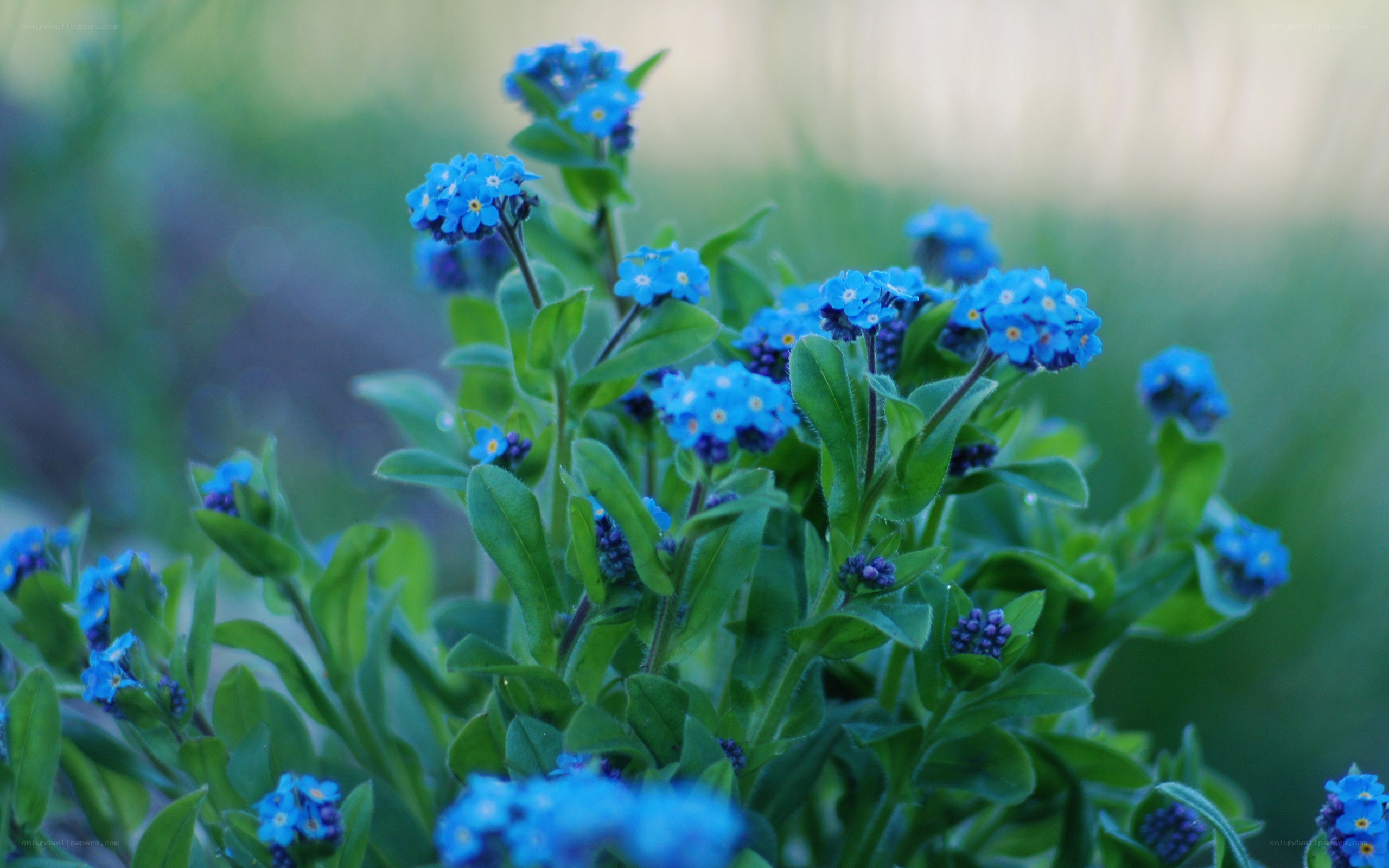 blue forget-me-not flowers