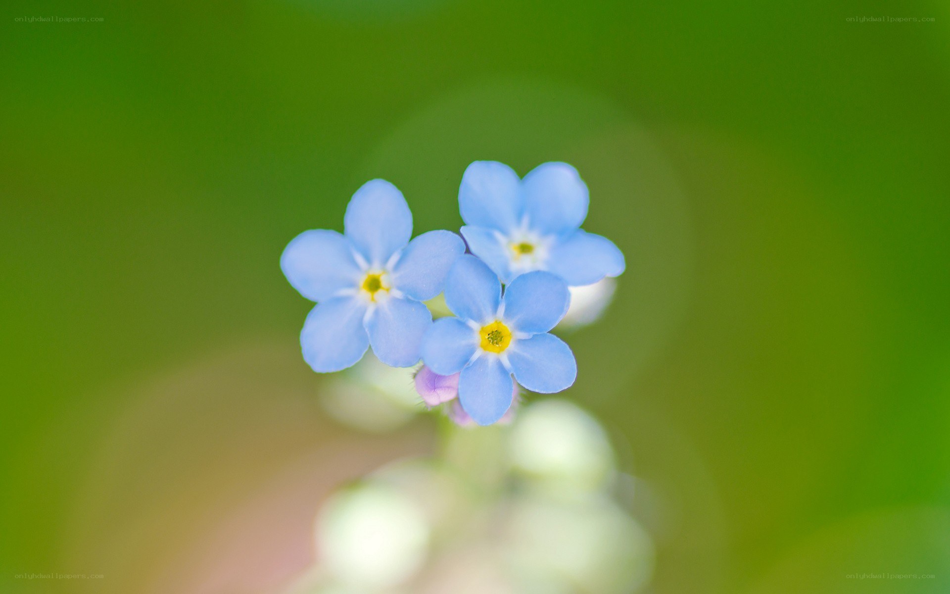 blue forget-me-not flowers