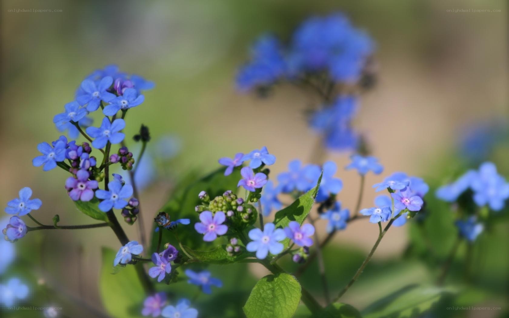 blue forget-me-not flowers