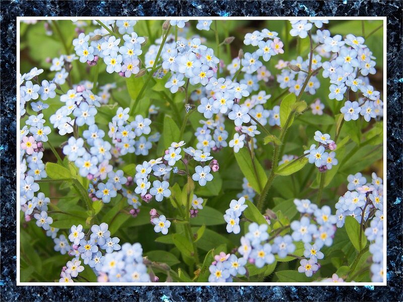 blue forget-me-not flowers