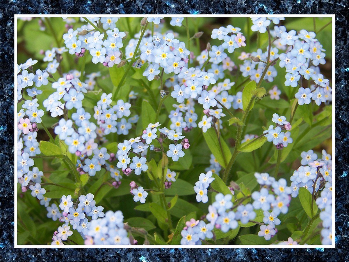 blue forget-me-not flowers