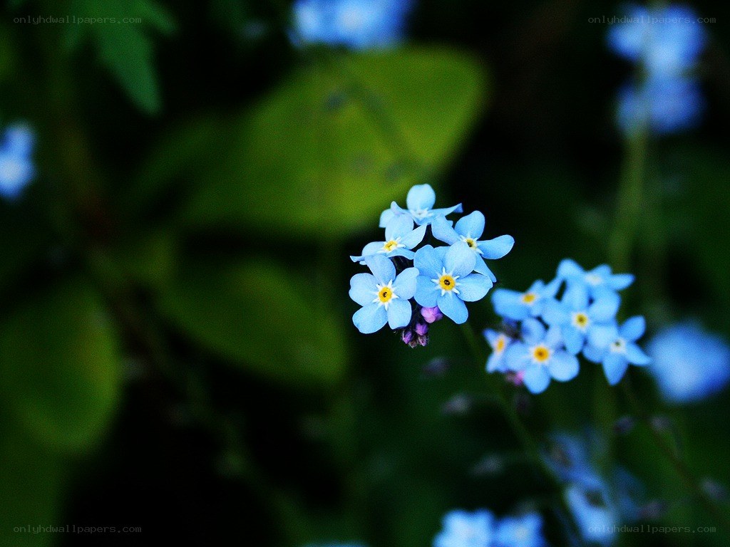Blue forget-me-not flowers