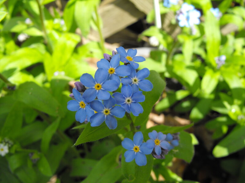 blue forget-me-not flowers