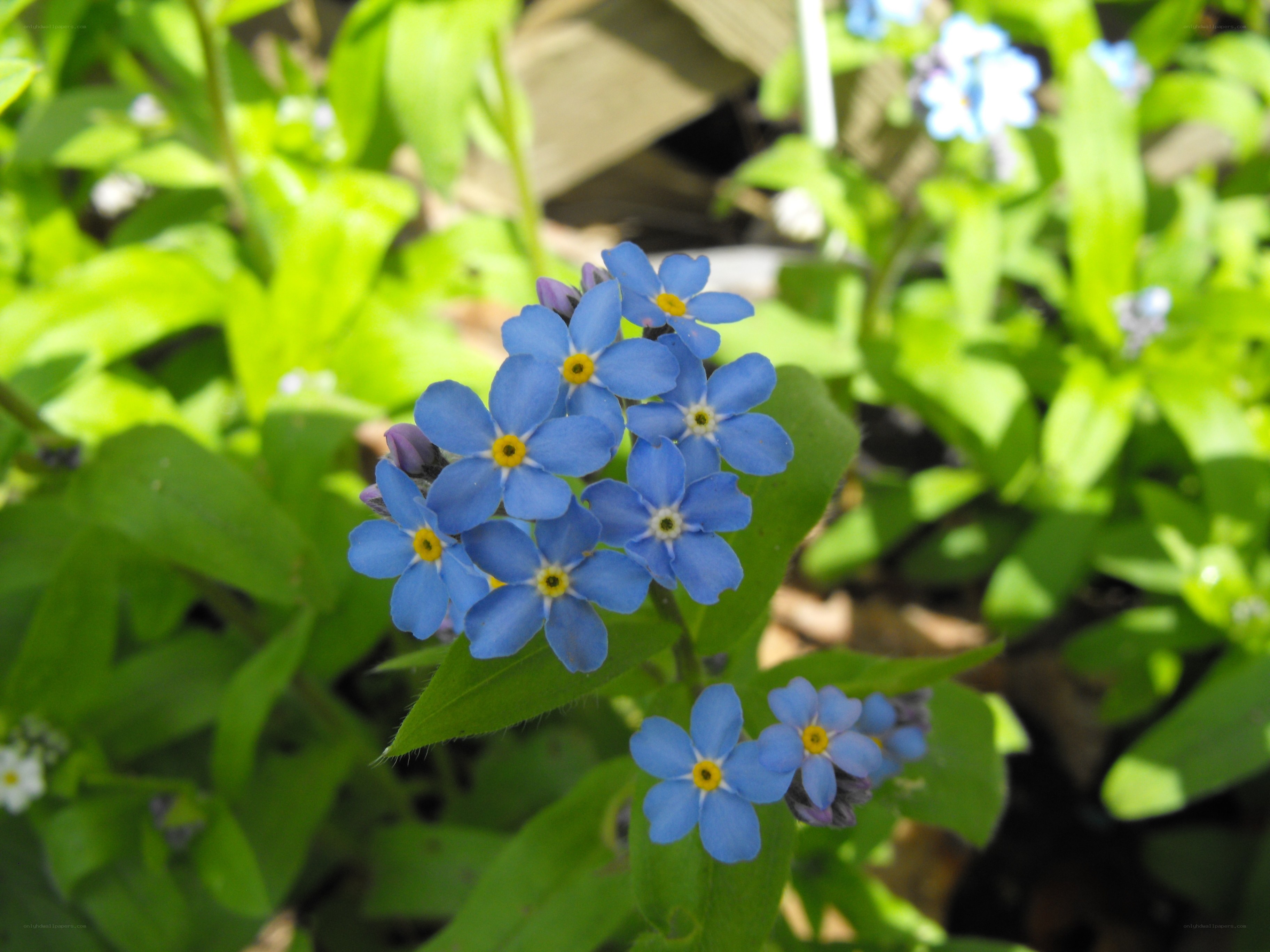blue forget-me-not flowers