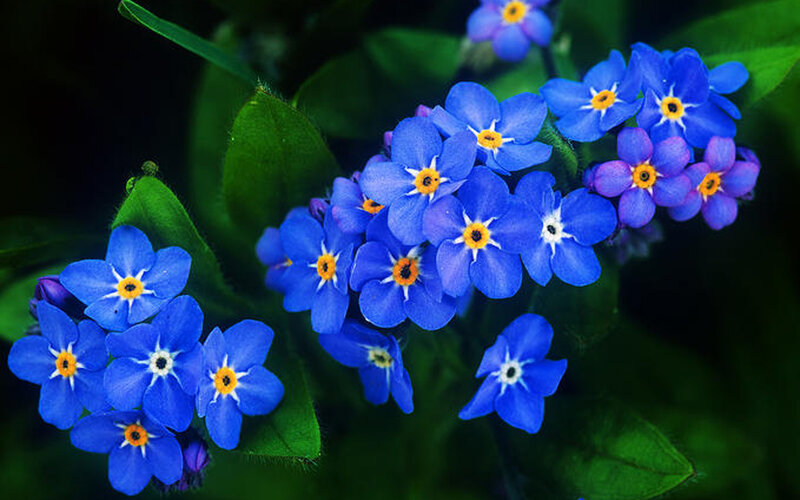 blue forget-me-not flowers