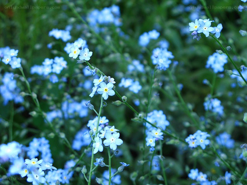 blue forget-me-not flowers