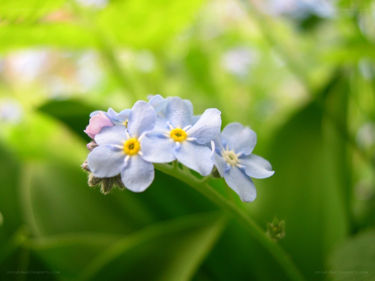 blue forget-me-not flowers