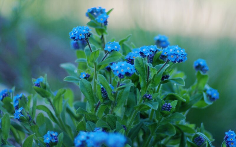 blue forget-me-not flowers