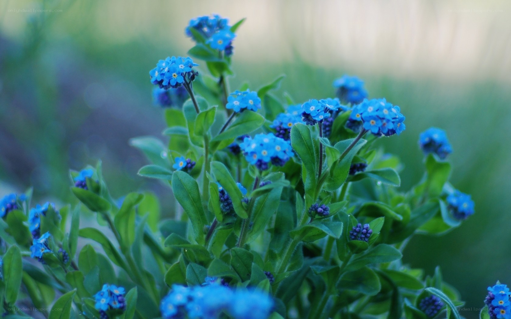 blue forget-me-not flowers
