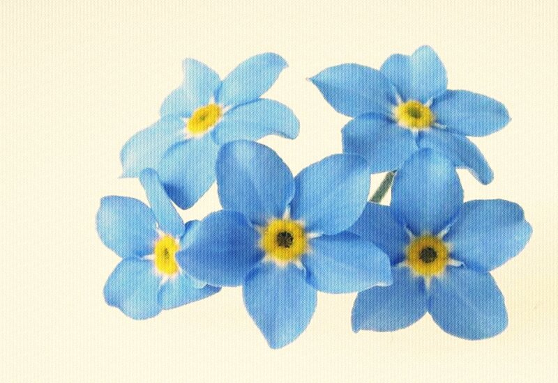Blue Forget-me-not Flowers — Calm, Illustration