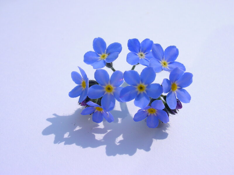 Blue Forget-me-not Flowers — Calm, Morning